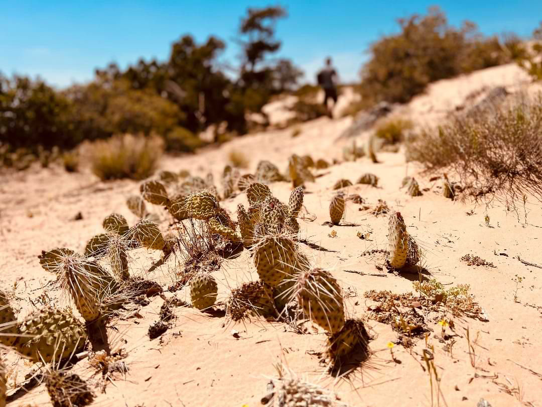 Cactus along scenic desert trail during guided hike through the rugged Southwest